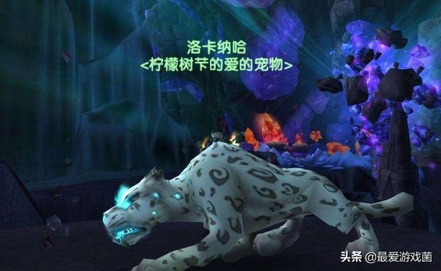 魔兽世界兽王猎设备保举,很难登顶但尽不垫底!输出低是循环标题问题