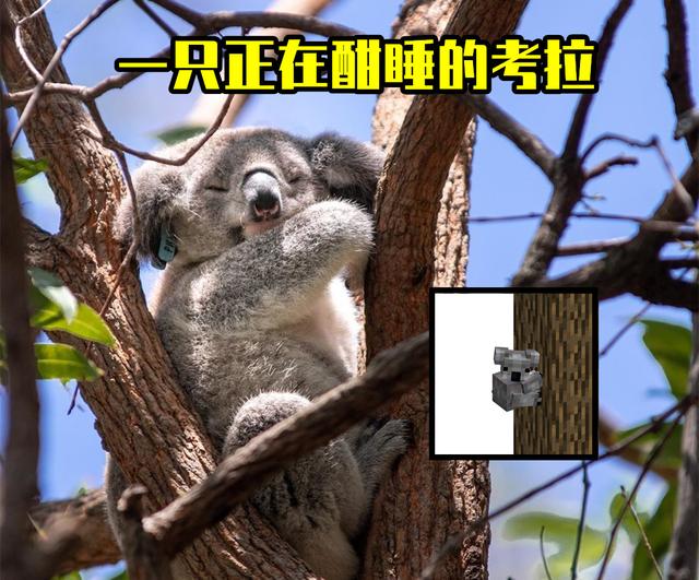我的世界:将加进“树袋熊”?为什么一个2年前的投票,被再次提及