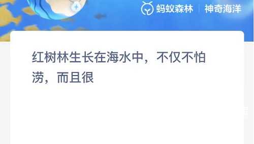 红树林生长在海水中不仅不怕涝而且很什么