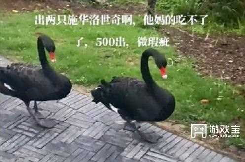 微瑕50出是什么梗